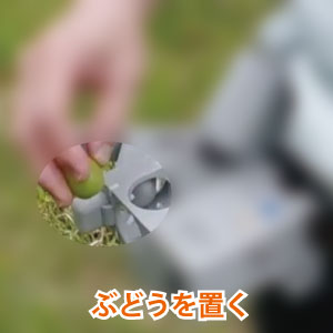 ぶどうを置く