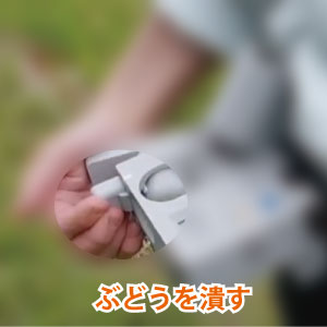 ぶどうを潰す