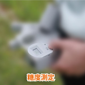 ぶどうの糖度測定