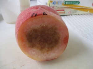 桃の果肉障害